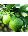 Citrus hystrix - Combawa
