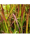 Imperata cylindrica 'Red Baron' - Graminée rouge