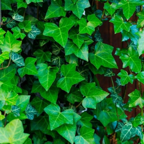 Hedera helix hibernica (lierre commun)