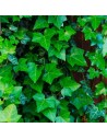 Hedera helix 'Hibernica' - Lierre d'Irlande