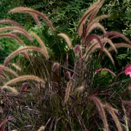 Pennisetum adv. rubrum