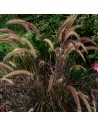 Pennisetum advena 'Rubrum' - Herbe aux écouvillons pourpres