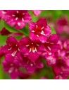 Weigela florida 'Red Prince' -  Weigelia