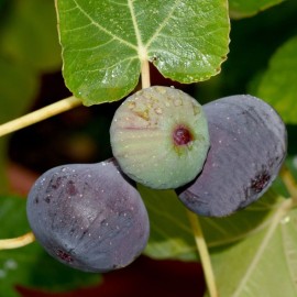 Ficus carica (figuier noir)