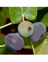 Ficus carica - Figuier noir