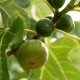 Ficus carica (figuier blanc)