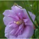 Hibiscus syriacus Lavander Chiffon