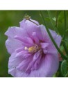 Hibiscus syriacus 'Lavander Chiffon' - Althéa - Mauve en arbre