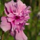 Hibiscus syriacus Magenta Chiffon