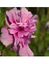 Hibiscus syriacus 'Magenta Chiffon' - Althéa -  Mauve en arbre