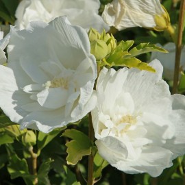 Hibiscus syriacus White Chiffon