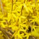 Forsythia inte. spectabilis