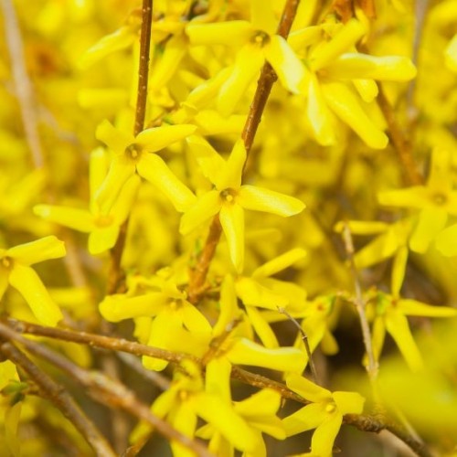 Forsythia inte. spectabilis