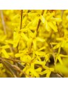 Forsythia x intermedia 'Lynwood'