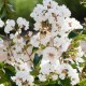 Lagerstroemia indica Enduring Summer Red