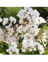 Lagerstroemia indica 'Nivea' - Lilas des indes