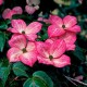 Cornus florida rubra