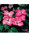 Cornus florida 'Rubra' - Cornouiller à fleurs