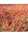 Cornus sanguinea 'Winter Fire' - Cornouiller sanguin
