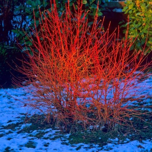 Cornus sanguinea (cornouiller sanguin)