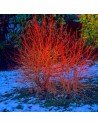 Cornus sanguinea 'Magic Flame' - Cornouiller sanguin