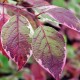 Cornus alba 'Miracle' - Cornouiller blanc