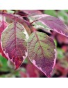 Cornus alba 'Miracle' - Cornouiller blanc