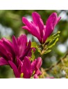 Magnolia 'Susan'