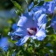 Hibiscus syriacus French Cabaret Pastel