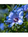 Hibiscus syriacus 'Sup Blue' - Althéa -  Mauve en arbre