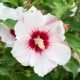 Hibiscus syriacus 'Mathilde'