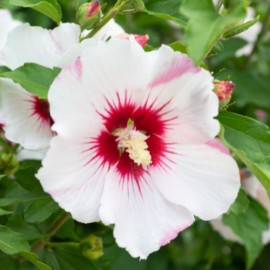 Hibiscus syriacus 'Mathilde'