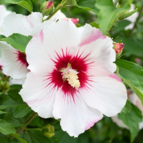 Hibiscus syriacus Pink Spot