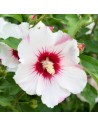Hibiscus syriacus 'Mathilde' - Althéa - Mauve en arbre