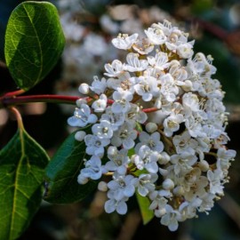 Viburnum lucidum