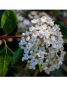 Viburnum lucidium - Viorne