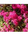 Lagerstroemia indica 'Rubra Magnifica' - Lilas des indes