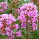 Lagerstroemia indica Enduring Summer Red