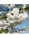 Prunus avium 'Plena' - Cerisier sauvage