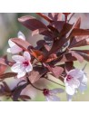 Prunus cerasifera 'Nigra' - Cerisier du Japon