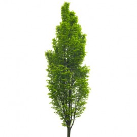 Carpinus betulus fastigiata (charmille, charme fastigiée