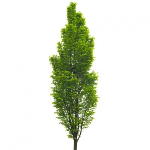 Carpinus betulus fastigiata (charmille, charme fastigiée