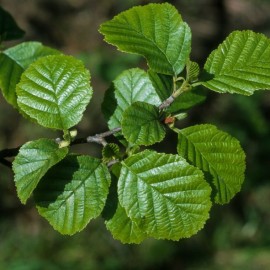 Carpinus betulus (charmille, charme)