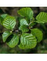 Alnus glutinosa - Aulne glutineux