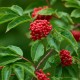 Sambucus racemosa (Sureau rouge de montagne)