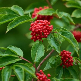 Sambucus racemosa (Sureau rouge de montagne)