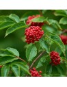 Sambucus racemosa - Sureau rouge de montagne
