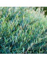 Salix purpurea - Saule pourpre ou osier rouge