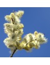 Salix helvetica - Saule Suisse