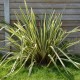 Cordyline austr. Peko